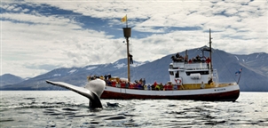 Husavik Whale watching - GJ Travel